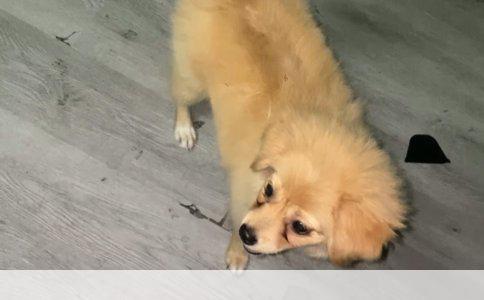 优选C级宠物美容学校指南