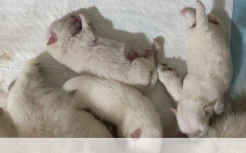 身长20多厘米的可爱狗狗品种大全