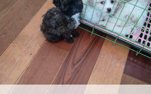 第一次注射狂犬病疫苗的最佳时间是被咬抓伤后的小时内——全程详解