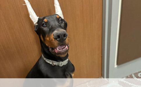 狗狗皮肤病的治疗与护理