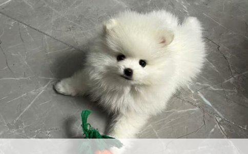 婴儿接种双倍卡介苗与乙肝疫苗的生理影响及应对措施