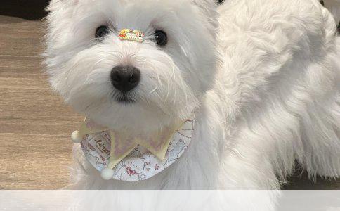 沈阳狗狗美容培训学校收费标准解析