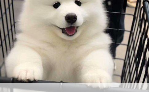 遥控挖掘机玩具的玩法与优势解析