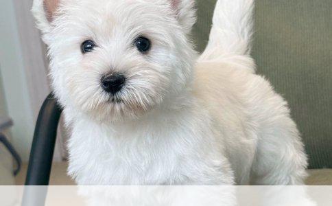 拉布拉多与金毛犬的全面解析