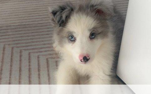 比熊犬与泰迪狗的差异解析