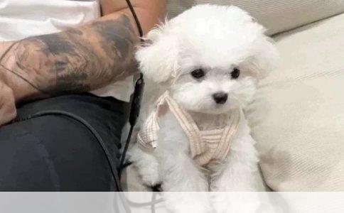 如何为不养狗新手推荐国产口碑好的狗粮