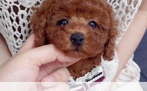 金毛幼犬行为解析与饮食需求