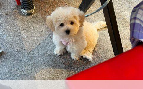 养红色泰迪犬还是白比熊犬：选择与理由分析