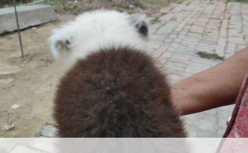 贵宾犬的饲养指南：易养度分析与细节解读