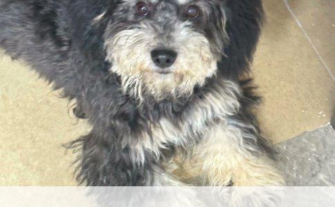 如何训练狗狗接飞盘——实战教程