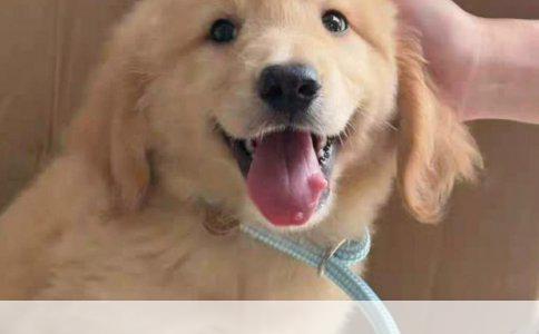 《解析袖珍博美犬的饲养难易度与生存率》