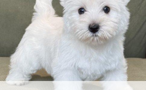 法国斗牛犬：家庭宠物的理想选择