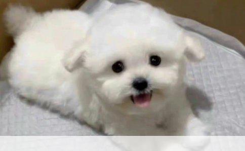 幼犬狗绳使用详解