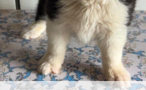 付费疫苗是否都需接种？科学解答与深度
疫苗是预防传染病的重要手段，针对各种传染病都有相应的疫苗。随着科技和医学的进步，现在市面上的疫苗种类繁多，其中包括一些需要付费的疫苗。这些付费的疫苗是否都是必须要打的呢？