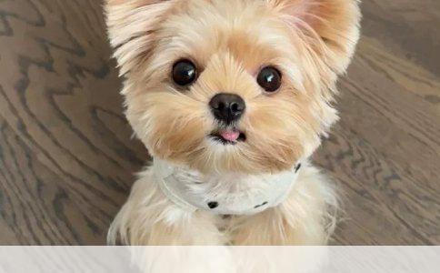 玩具中的科学奥秘：科学原理在儿童玩具的应用