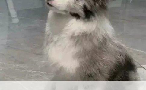 《旅行青蛙实用锤子之探险利器》