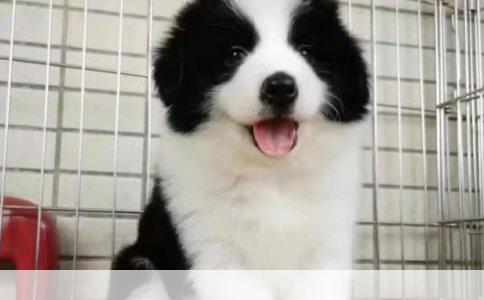 哈士奇的眼睛颜色变化解析