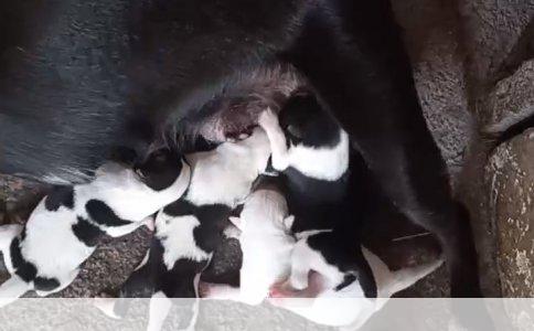 ###新手买狗注意事项