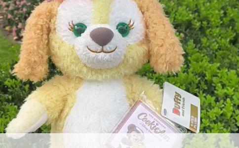 米黄色拉布拉多与金毛的辨析