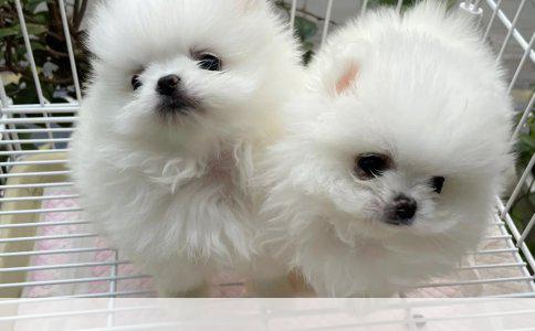 演讲技巧的非凡重要性：职场中的演讲技术需求