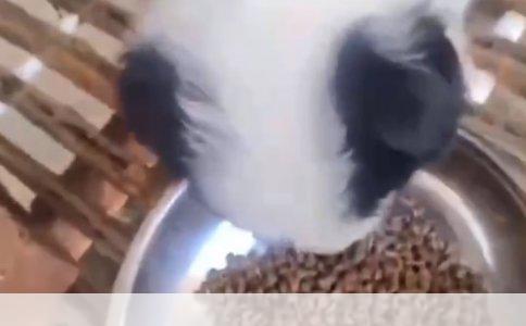 南宁金毛与边境牧羊犬购买指南