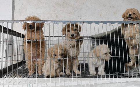 小孩被狗咬伤后如何妥善处理——一次性接种两针狂犬疫苗的必要性及后续措施