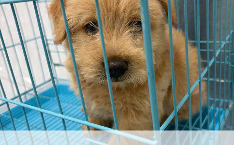 《英雄联盟：新手刺客玩家优选指南》