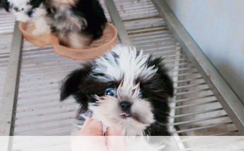 长沙宠物美容师培训优质选择解析