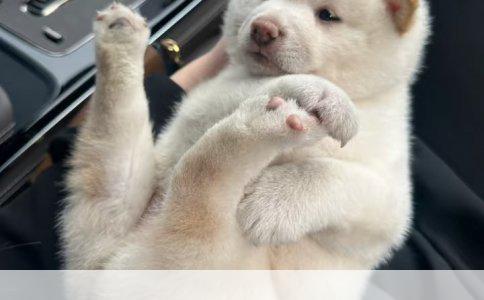 深入解析K9训练方法图解