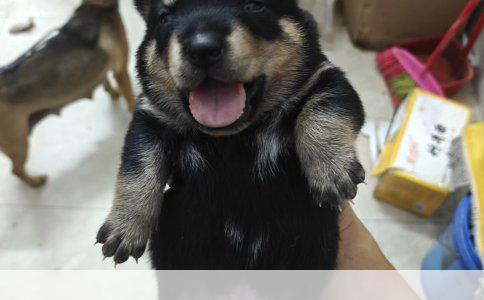 拜耳驱虫药的使用频率与注意事项