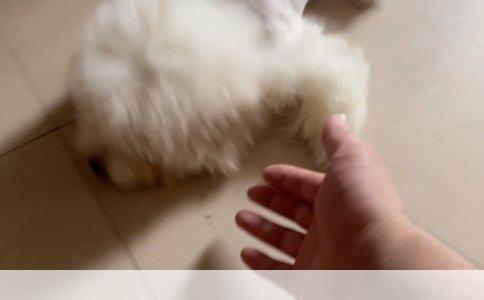 养狗准备全攻略：从零开始，为爱宠保驾护航