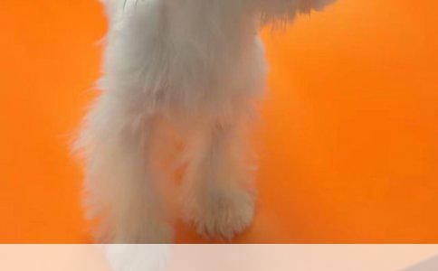 训练宠物狗定点排便的技巧与步骤