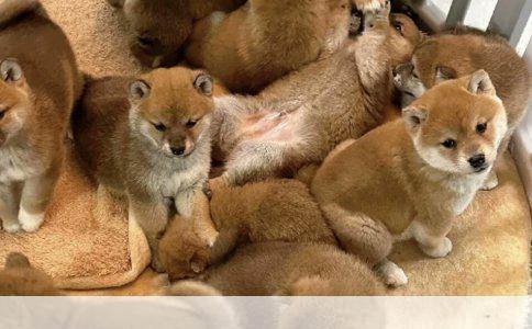 从腹泻奶粉转向母乳喂养的指南