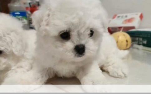 深度解析：如何有效训练拉布拉多犬