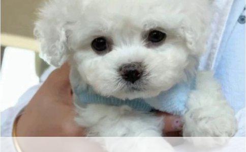 江苏宠物美容学校及学费情况解析