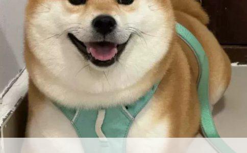 母狗绝育手术的重要性与注意事项