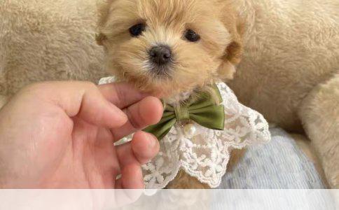 母猫绝育注意事项全解析