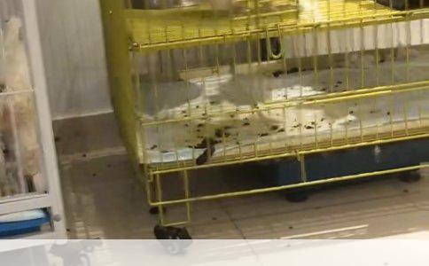 拉布拉多犬的训练难易度探讨