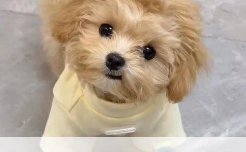 萨摩耶犬喂养全攻略