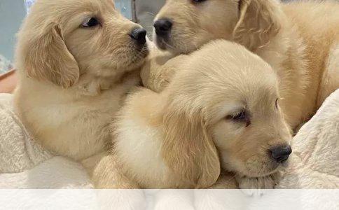 金毛列犬与拉布拉多犬：相似与独特之美