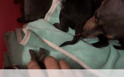 白色短毛犬品种详解