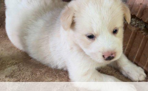 大耳朵狗狗品种解析