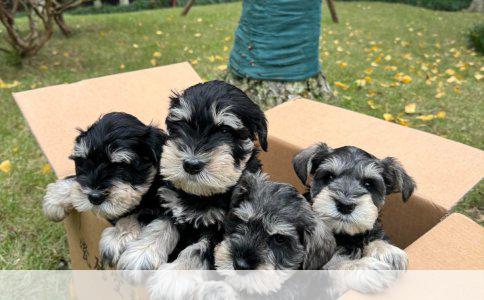 哈士奇犬：大狗价格与小狗价格之比较