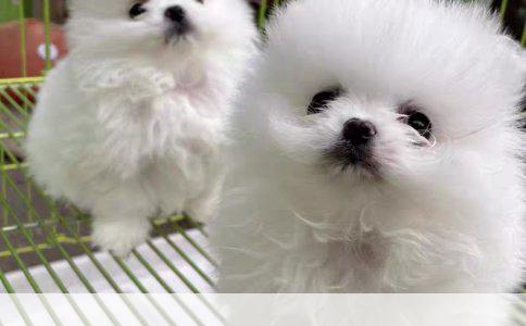 广州优质狗场推荐：健康犬只任您挑选