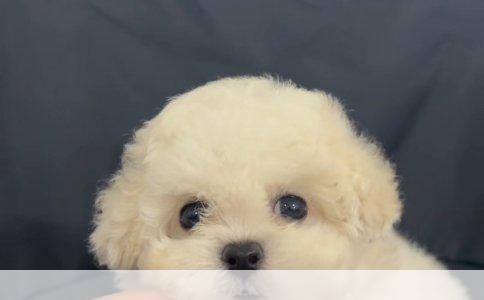 石家庄哈士奇品相价格解析