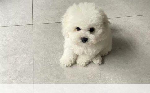 短毛棕色边境牧羊犬：外貌、特性与养宠指南