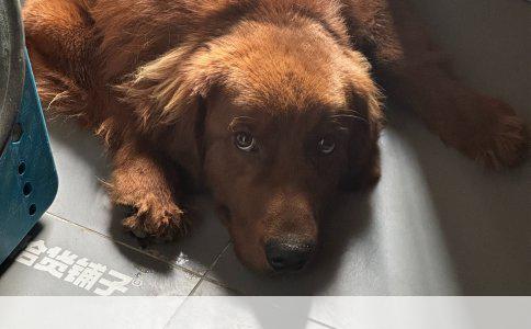 德国牧羊犬幼犬售价分析及影响因素