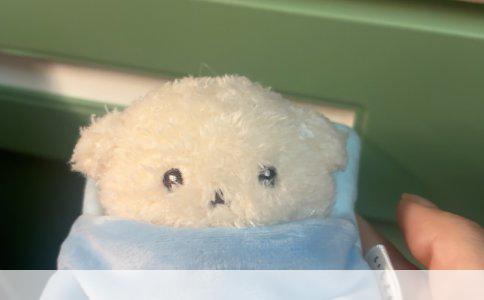 狗狗必须接种的疫苗种类及其重要性