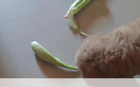 最漂亮的狗狗品种——蓝舌犬之谜