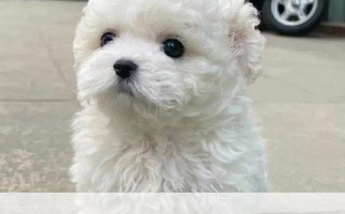 狗狗真菌性皮肤病后色素沉淀处理方案